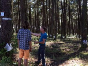 Résine de pin bio française&nbsp;: un ingrédient indispensable de mes beeswraps