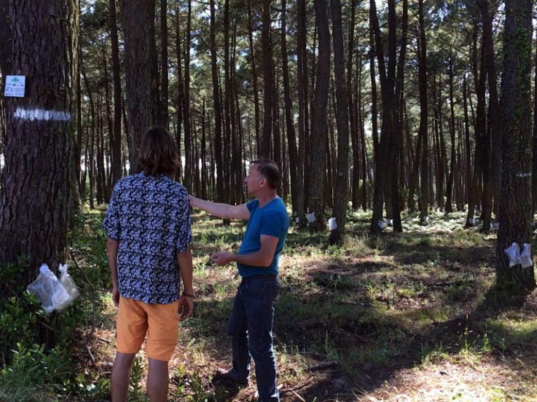 Double care et poches pour la récolte écoresponsable de résine de pin des Landes