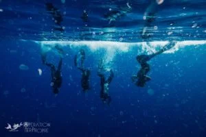 Baleines, plancton et  plastique au large d’Antibes