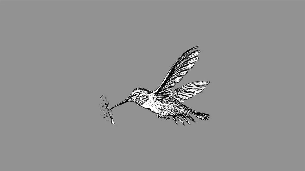 Colibri en vol.