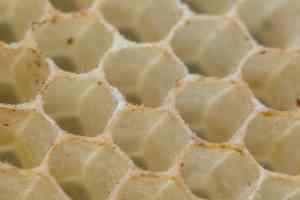 Tout savoir sur la cire d’abeille, l’élément clé de nos bee wraps !
